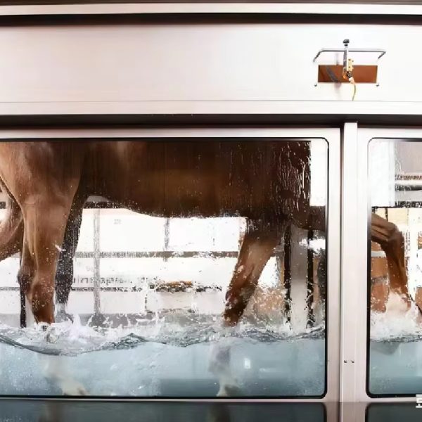 Equine Underwater Treadmill for Horse Rehabilitation-ET-9941-U - Image 5