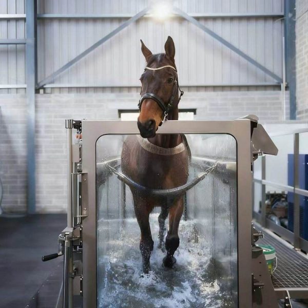 Equine Underwater Treadmill for Horse Rehabilitation-ET-9941-U - Image 3