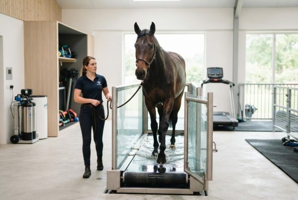 Equine Underwater Treadmill for Horse Rehabilitation-ET-9940-U - Image 2